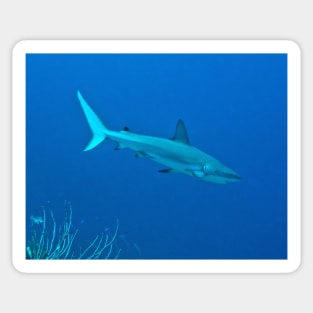 Caribbean Reef Shark Sticker